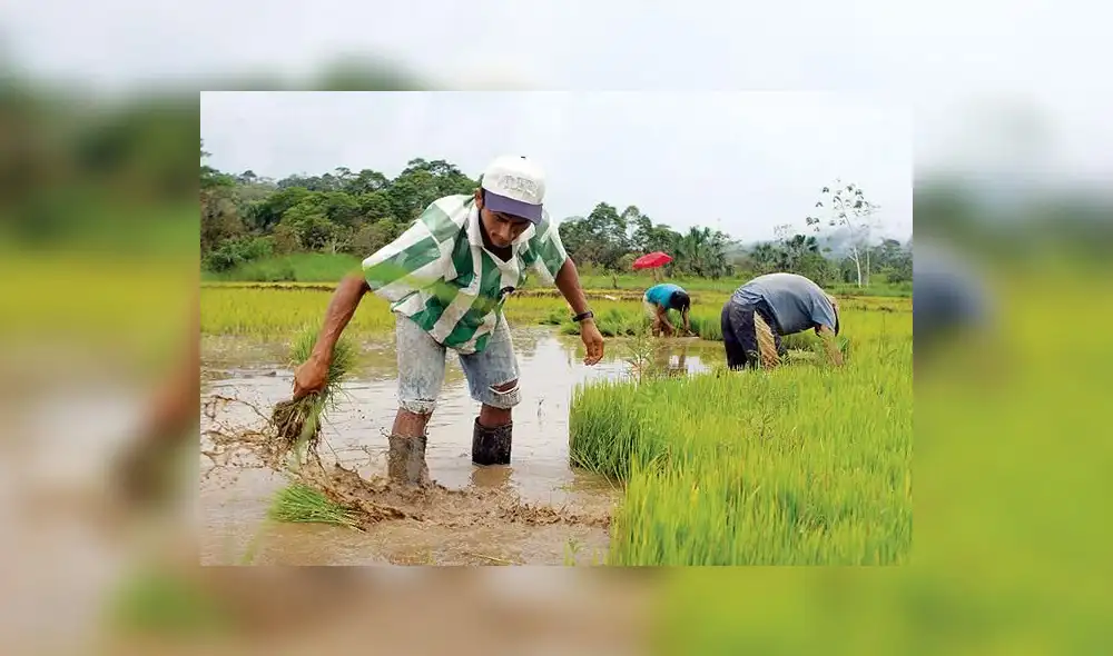 Anuncian que arroz peruano podrá exportarse nuevamente a Colombia 
