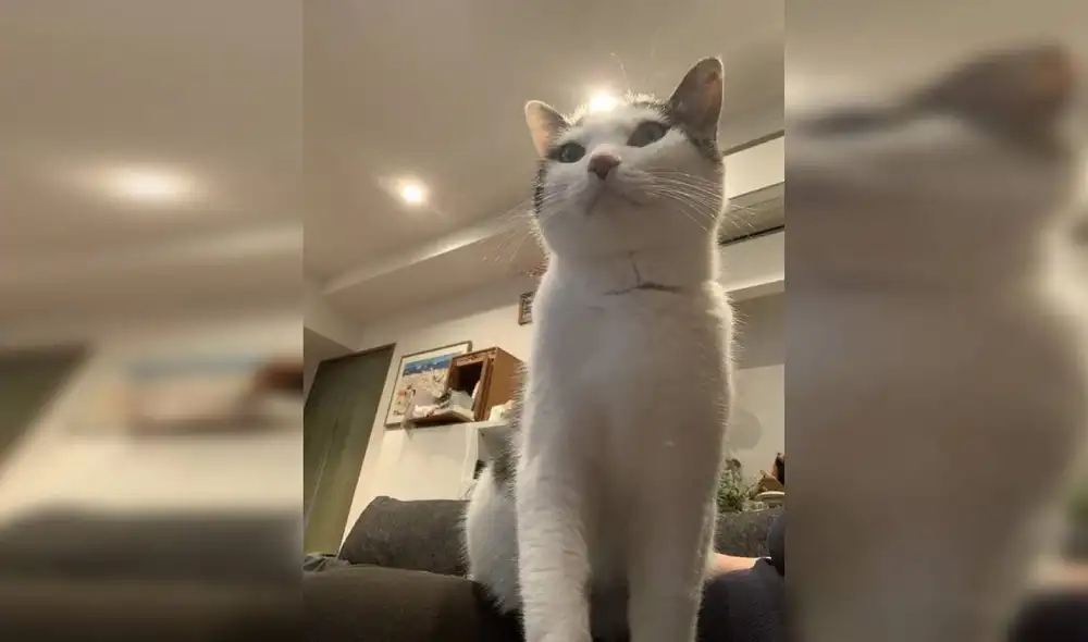 Desliza las imágenes para ver la reacción de un gato cuando su dueño lo encontró frente al árbol navideño. Foto: Twitter