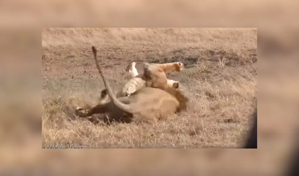 YouTube viral: León ‘macho alfa’ destruye columna de aprendiz que intentó quitarse su presa [VIDEO] 