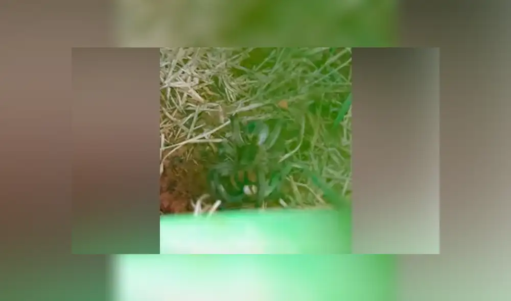 Desliza hacia la izquierda para ver la insólita escena de una tarántula con su cría. Imágenes de Facebook.