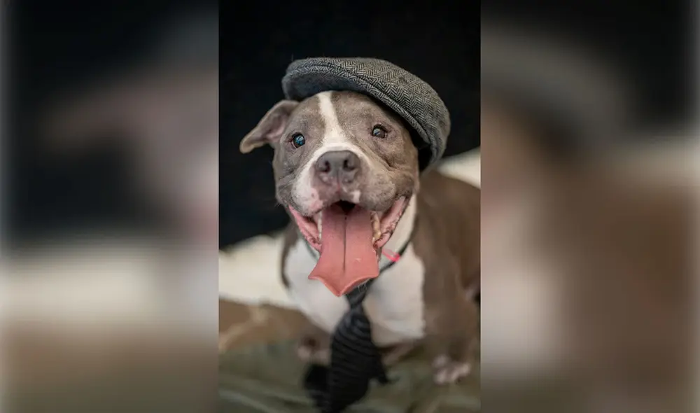 Desliza las imágenes para ver la sesión fotográfica de unos perros al modelar unos trajes y accesorios. Foto: Flagler Humane Society