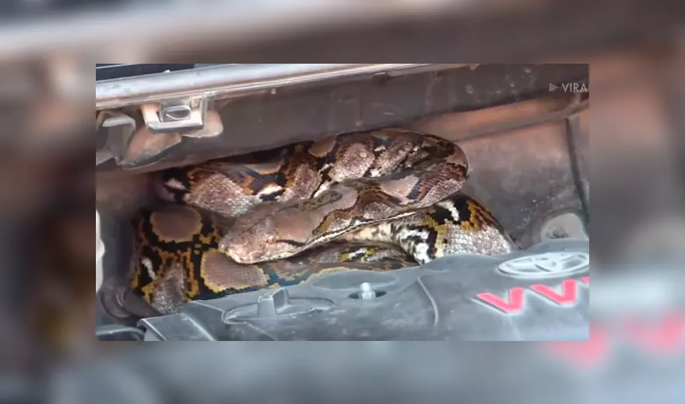 Desliza para ver a la criatura que encontró un mecánico en el interior de un carro. Desliza para ver a la criatura que encontró un mecánico en el interior de un carro.