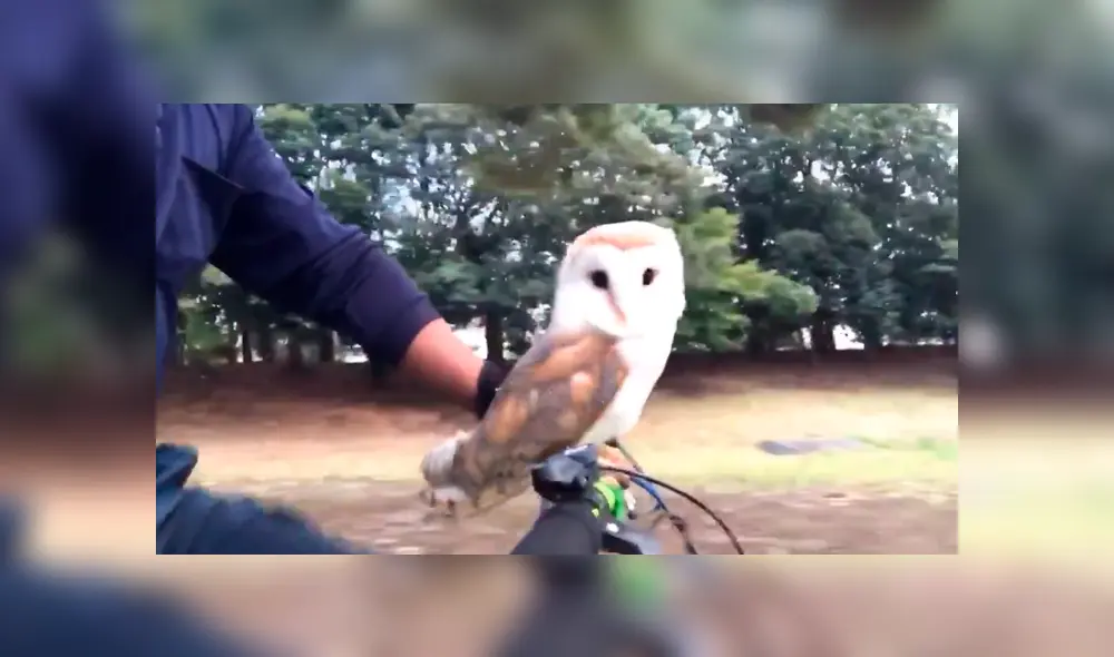 En Facebook, una lechuza fue captada dando un singular paseo en bicicleta y un detalle llamó la atención. En Facebook, una lechuza fue captada dando un singular paseo en bicicleta y un detalle llamó la atención.