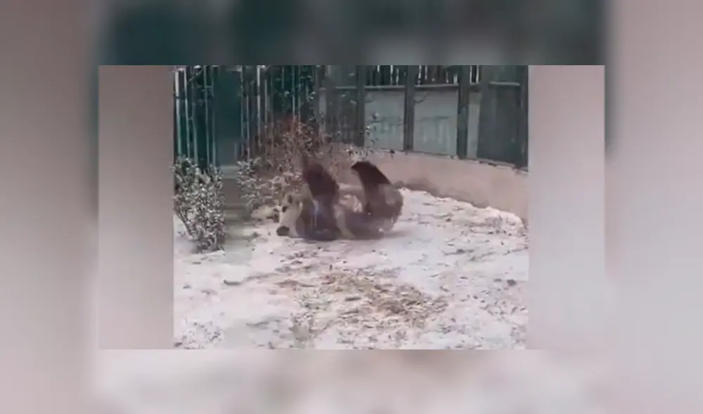 El panda se emocionó al ver la nieve y jugó como todo un bebé sobre el manto blanco. Foto: captura