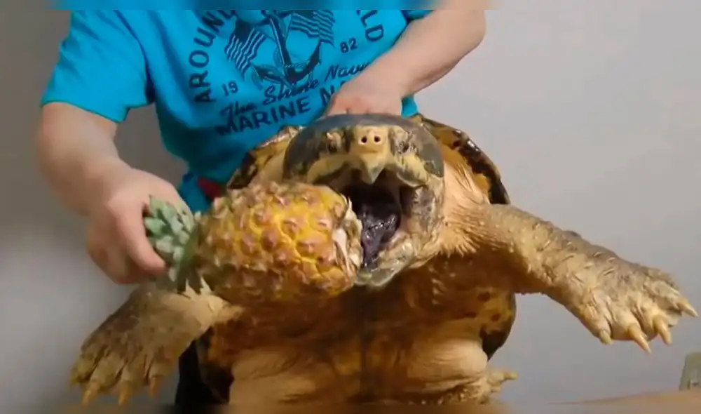 Impacto en YouTube por tortuga marina y su feroz mordida