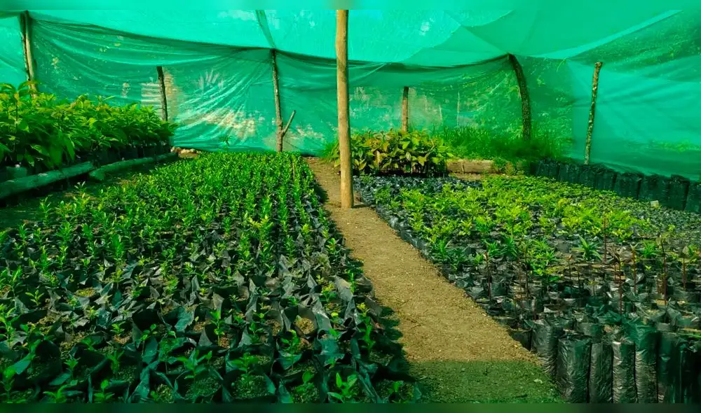 Injertos de palto para Amazonas