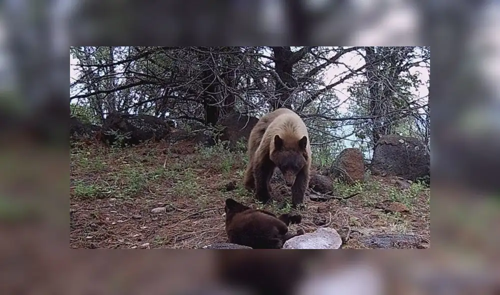 Oso Negro Americano - Conap Oso Negro Americano - Conap