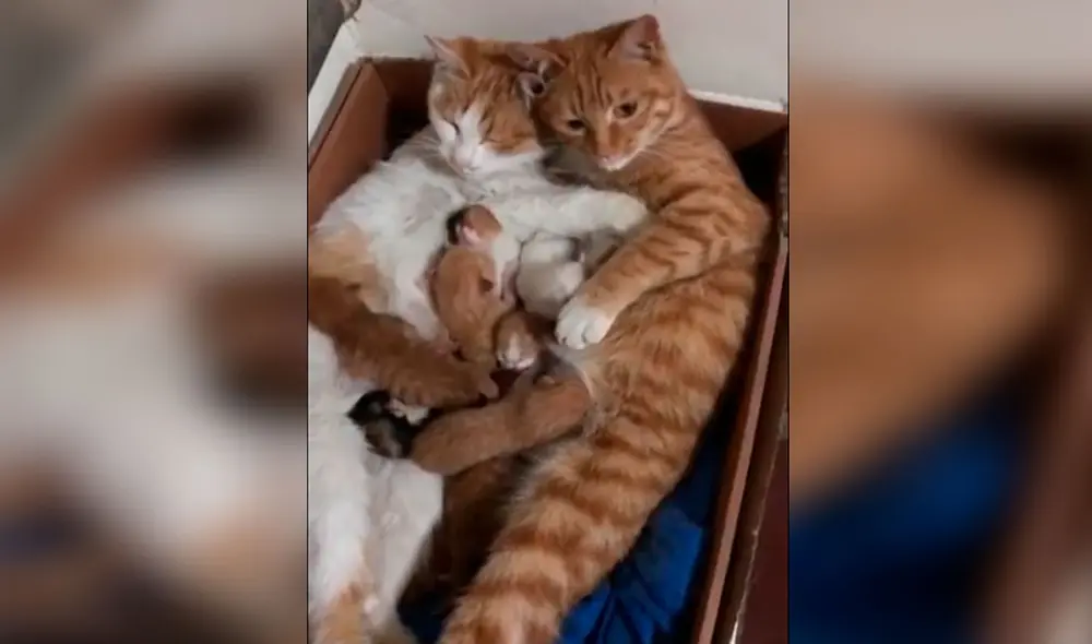 Desliza las imágenes para ver el tierno momento en que un joven conoce a las crías de sus adoradas mascotas. Foto: captura de Facebook Desliza las imágenes para ver el tierno momento en que un joven conoce a las crías de sus adoradas mascotas. Foto: captura de Facebook
