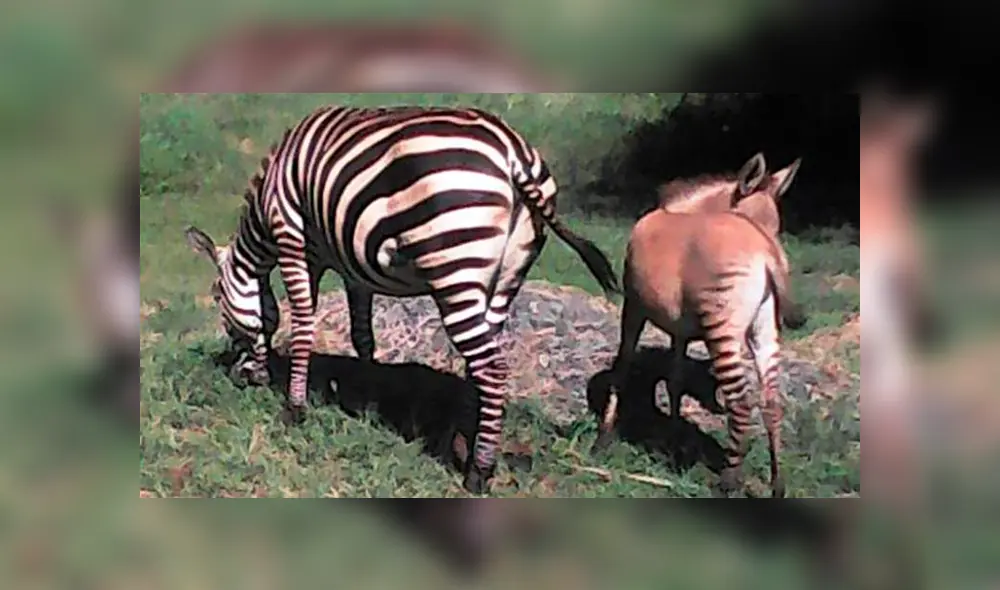 Desliza para ver los detalles del video viral publicado en YouTube. Foto: Captura. Desliza para ver los detalles del video viral publicado en YouTube. Foto: Captura.