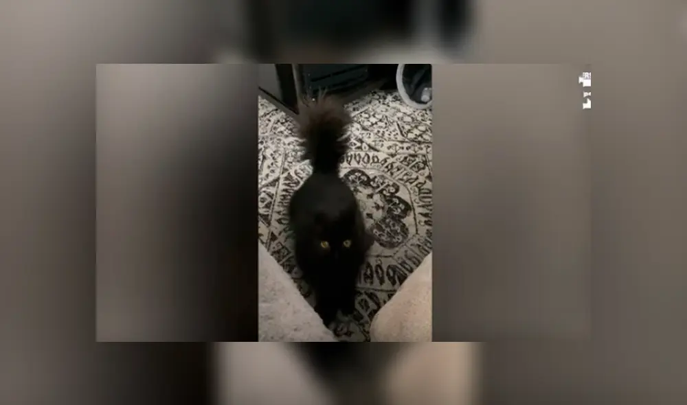 En YouTube, un gato tiene una curiosa forma de captar la atención de su cuidadora debido a un leve síndrome. En YouTube, un gato tiene una curiosa forma de captar la atención de su cuidadora debido a un leve síndrome.