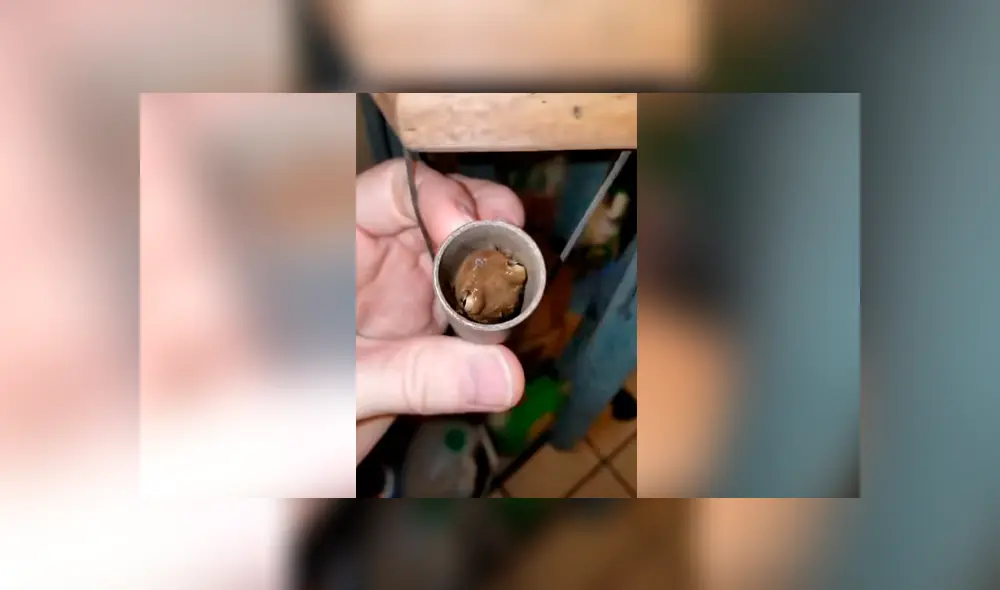 Facebook viral: escucha extraños ruidos en su casa, revisa y descubre misteriosas criaturas