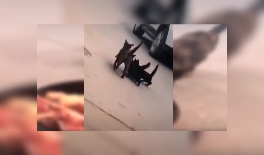 En YouTube, un osado gato agarró un enorme trozo de carne para comerlo; sin embargo, sus compañeros se lo impidieron. En YouTube, un osado gato agarró un enorme trozo de carne para comerlo; sin embargo, sus compañeros se lo impidieron.