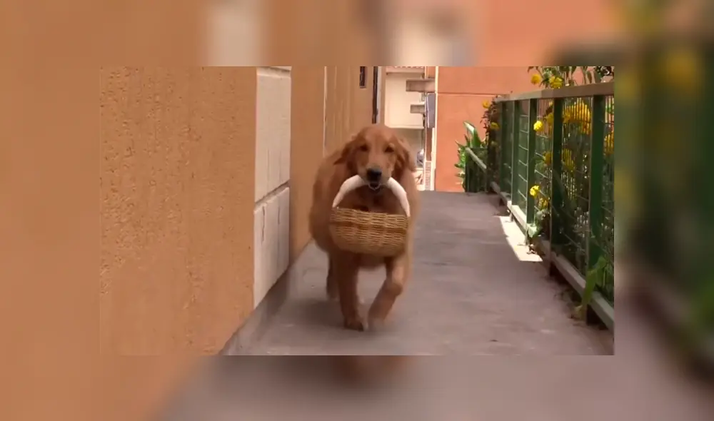 Desliza las imágenes para saber la historia de Zeus, un perro que acude a las tiendas y ayuda en casa. Foto: Primer Impacto.