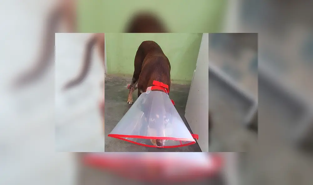 Janel Los Olivos Janel Los Olivos