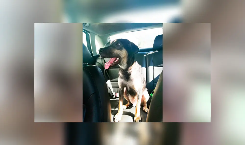 Desliza para ver el aspecto actual de este perro que se volvió 'famoso' en Facebook. Foto: Captura. Desliza para ver el aspecto actual de este perro que se volvió 'famoso' en Facebook. Foto: Captura.