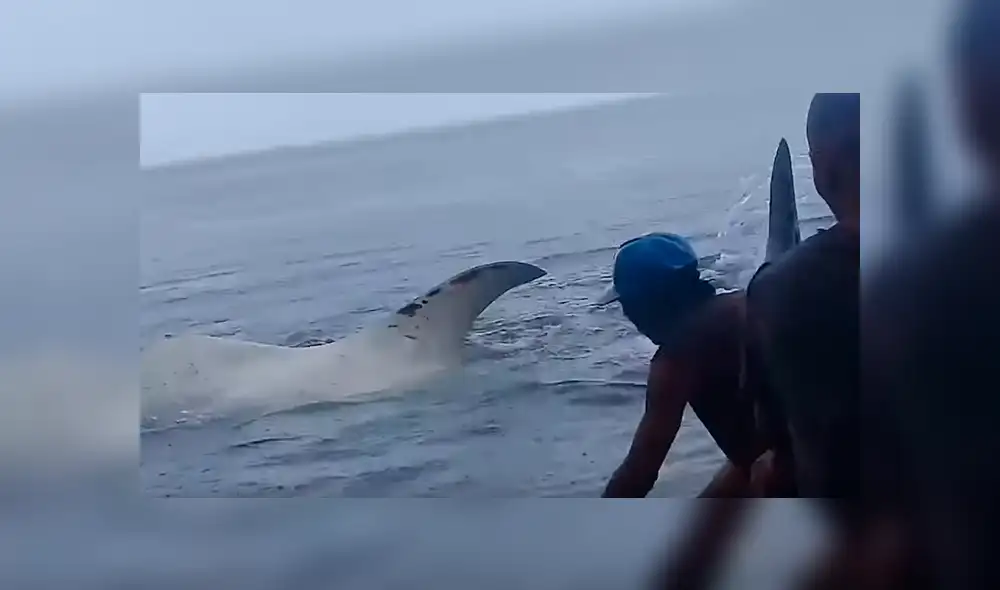 YouTube viral: enorme criatura marina aparece en la playa y bañistas luchan por salvarle la vida [VIDEO] 