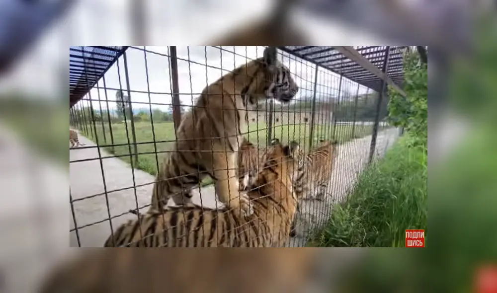 Desliza hacia la izquierda para ver las imágenes del viral de Facebook. Desliza hacia la izquierda para ver las imágenes del viral de Facebook.