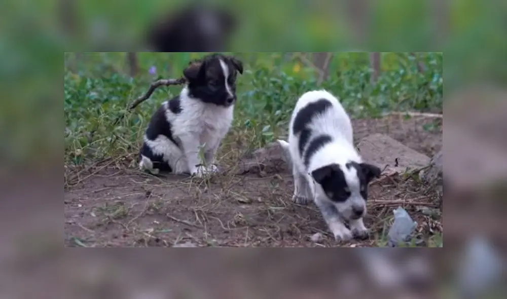 Chernobyl: el cruel destino de los perros radioactivos tras el accidente nuclear