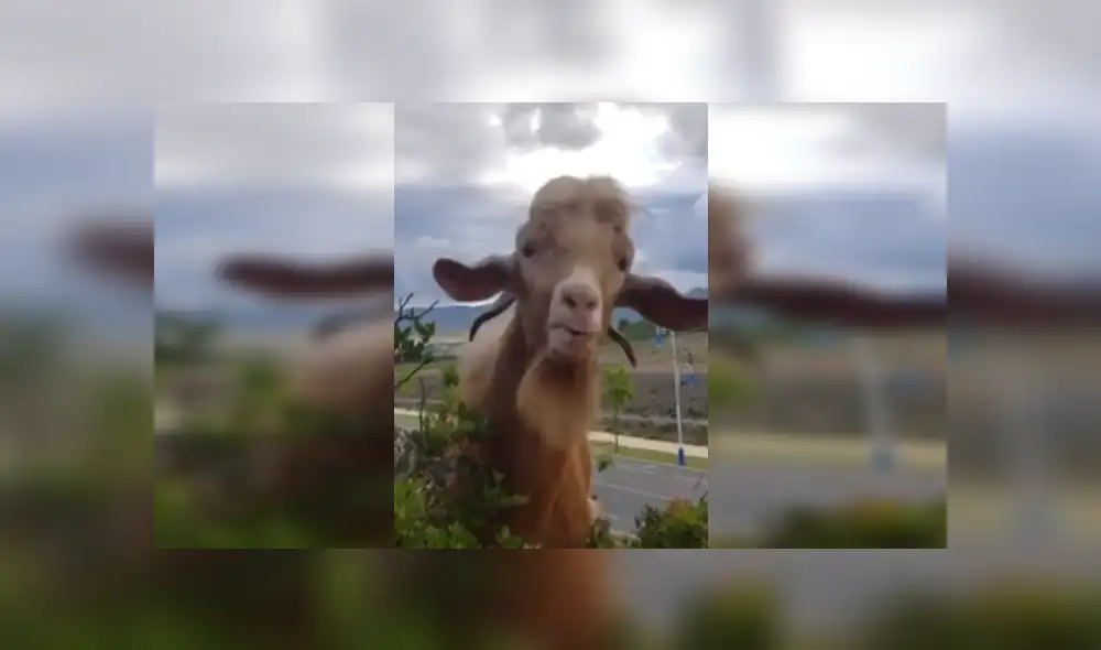 Desliza las imágenes para ver más detalles de esta escena que es viral en YouTube. Desliza las imágenes para ver más detalles de esta escena que es viral en YouTube.