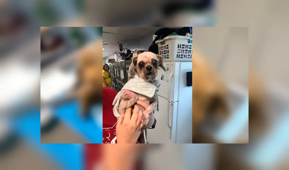 Desliza para ver el aspecto de este perro que conmovió a Facebook. Foto: Captura. Desliza para ver el aspecto de este perro que conmovió a Facebook. Foto: Captura.