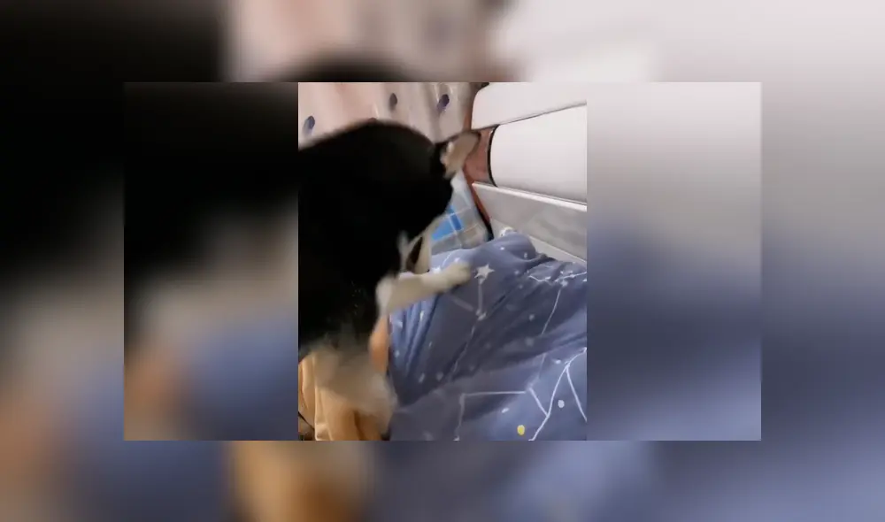 Desliza las imágenes hacia la izquierda para conocer la curiosa acción de un perro para despertar a su dueño. Foto: Captura.