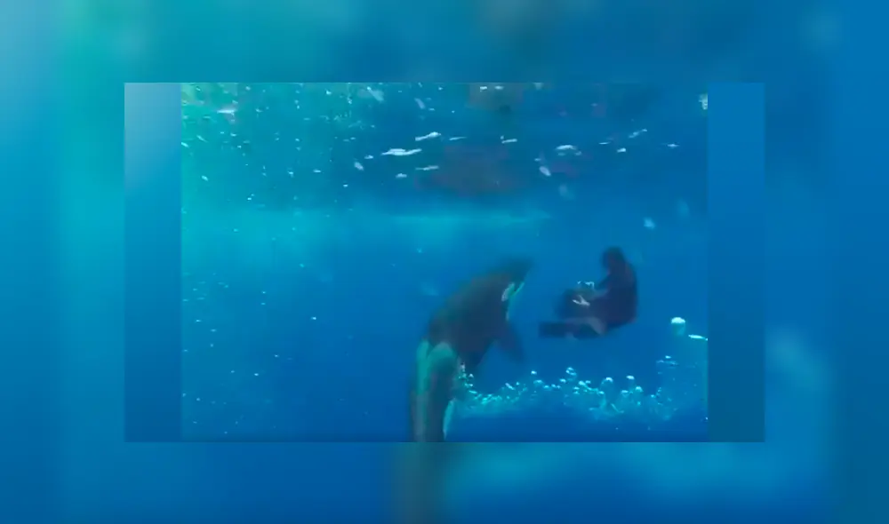 ‘Ballena asesina’ descubre a buzo en su territorio, se acerca y ocurre lo impensado [VIDEO]