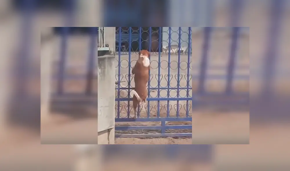 Vía Facebook, se hizo viral la divertida escena que protagonizó un astuto can para salir a la calle pese a estar encerrado