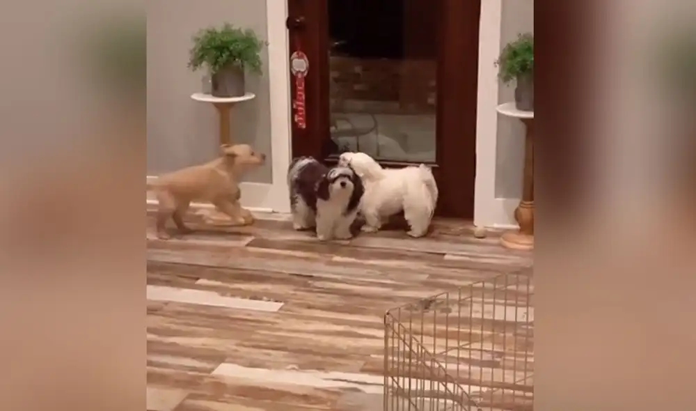 Desliza las imágenes para ver más detalles sobre esta graciosa escena que es viral en redes sociales. Foto: captura de TikTok Desliza las imágenes para ver más detalles sobre esta graciosa escena que es viral en redes sociales. Foto: captura de TikTok