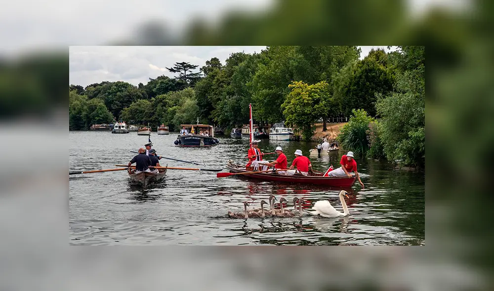 Censo de cisnes se realiza cada verano, desde hace 800 años. Foto: WPLG Censo de cisnes se realiza cada verano, desde hace 800 años. Foto: WPLG