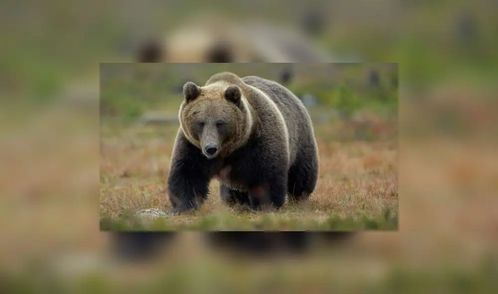 Tremendo e impactante es el video que muestra el momento en que un oso ataca a su domador, en un circo ruso. Foto: Difusión.