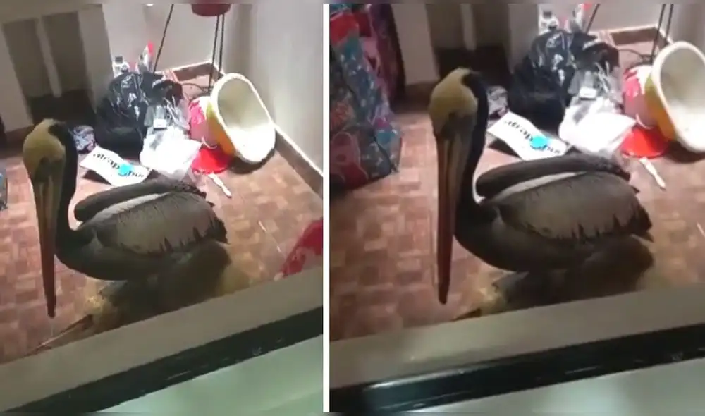 cae un pelícano a una casa cae un pelícano a una casa