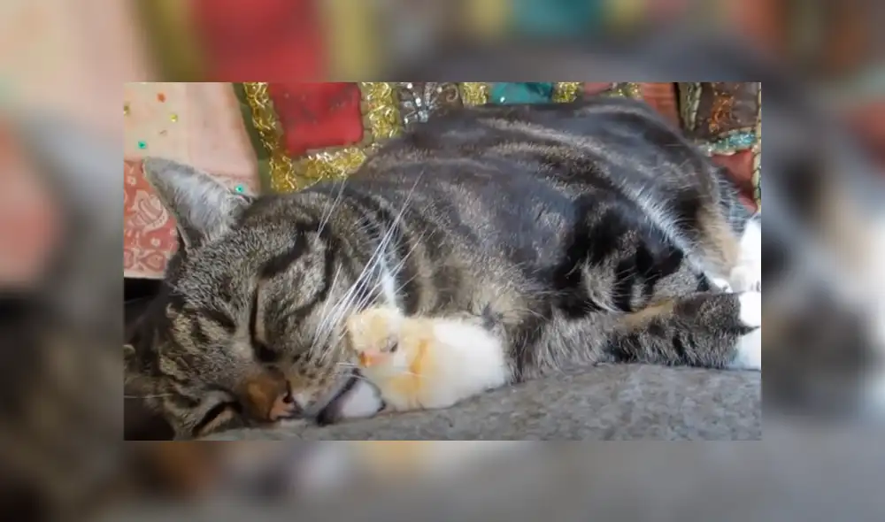 Desliza hacia la izquierda para ver las tiernas imágenes del video viral de YouTube.