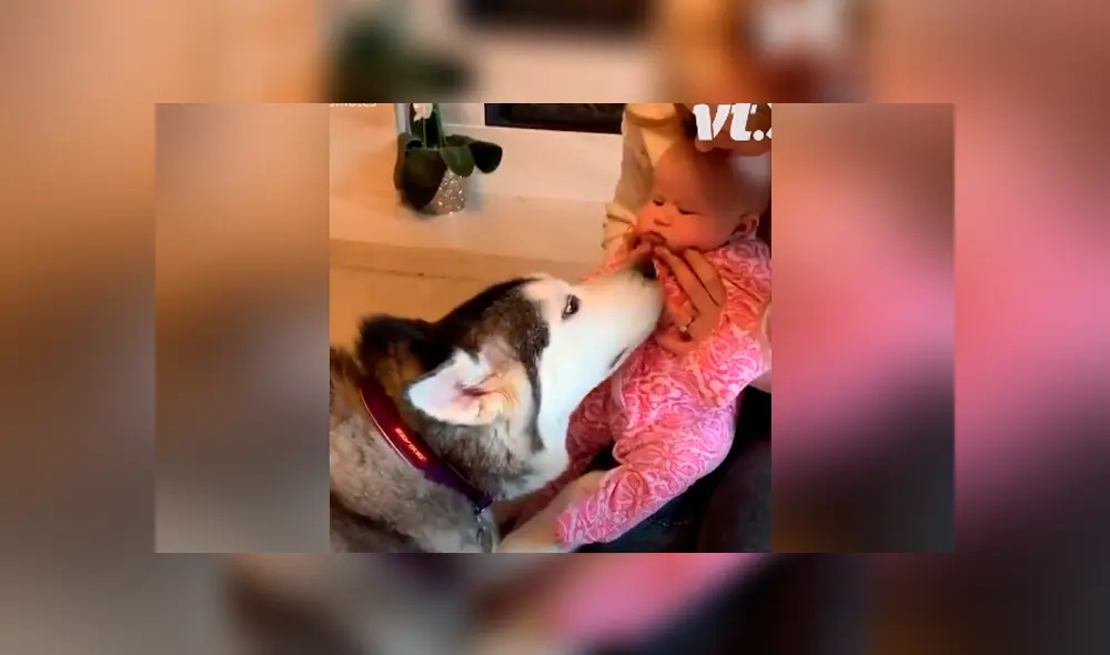 A través de Facebook se hizo viral el tierno momento en que un par de perros conocen a un bebé recién nacido.