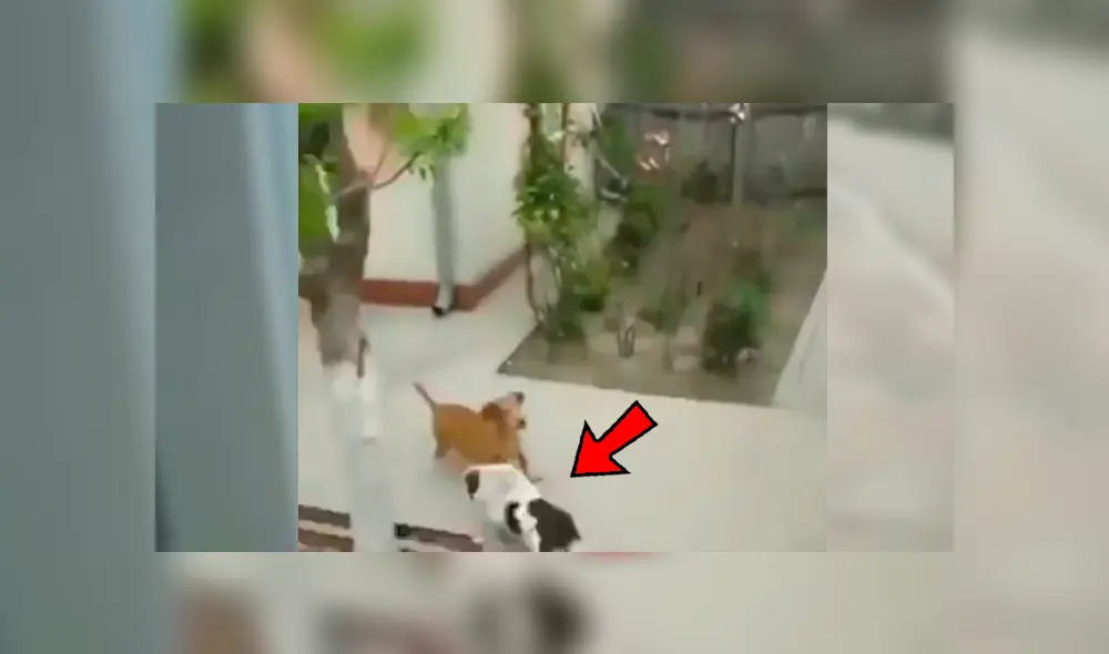 En Facebook, un joven captó el preciso instante que su perro se apoya en la pared para lograr entrar a la casa de su vecino. En Facebook, un joven captó el preciso instante que su perro se apoya en la pared para lograr entrar a la casa de su vecino.