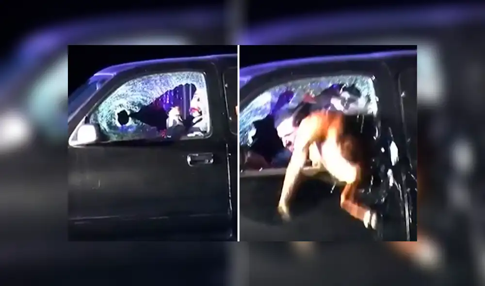 Perro policía salta por la ventana de un carro para detener a conductor fugitivo [VIDEO]