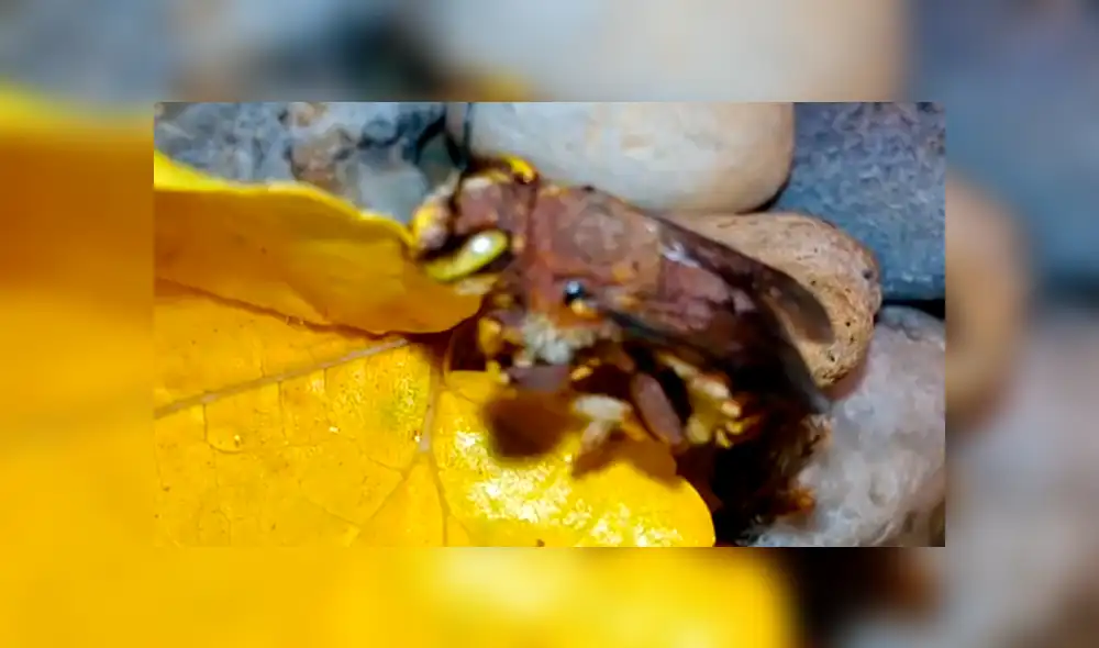 YouTube viral: criatura pare cientos de sus crías dentro de una casa y familia queda impactada [VIDEO]