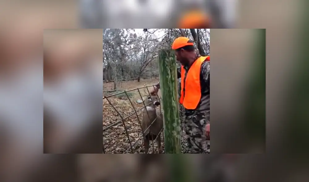 Desliza hacia la izquierda para la conmovedora reacción que tuvo un venado con un grupo de personas. El video es viral en YouTube.