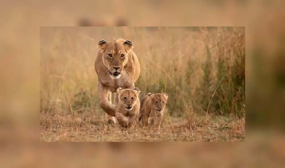 Niño de 5 años muere tras ataque de leona mientras dormía en el campo 