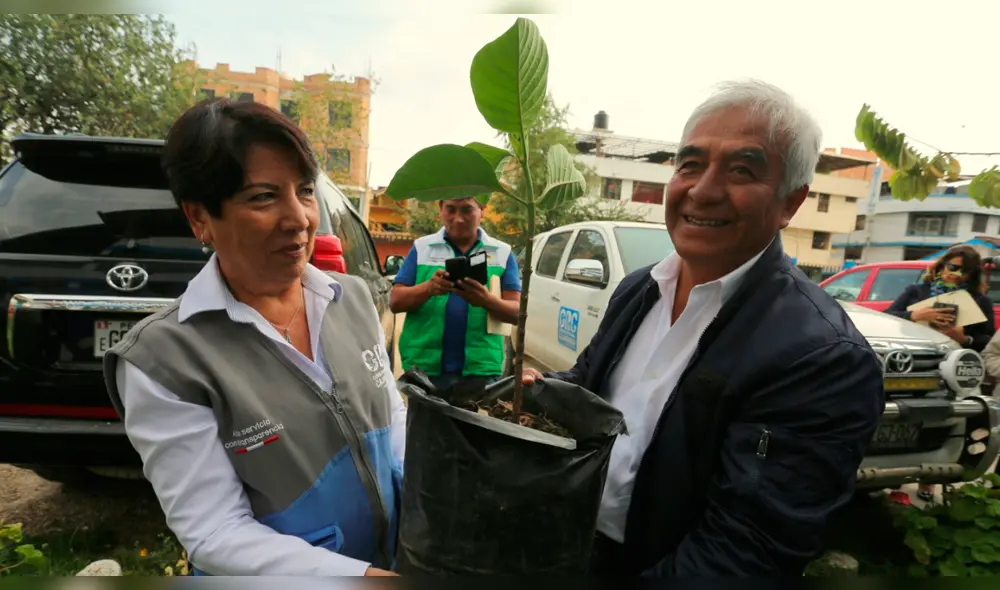 La instalación de plantones de bambú y quina la realizó en el Gobierno Regional.