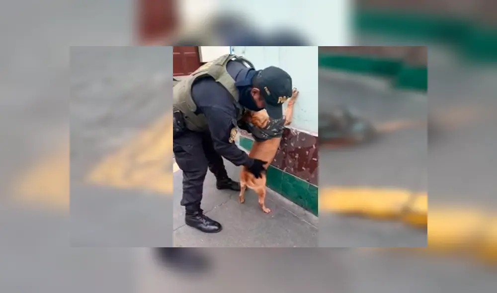 En Facebook, unos policías peruanos no tuvieron mejor idea que intervenir a un perro que actuó como un ‘delincuente’.
