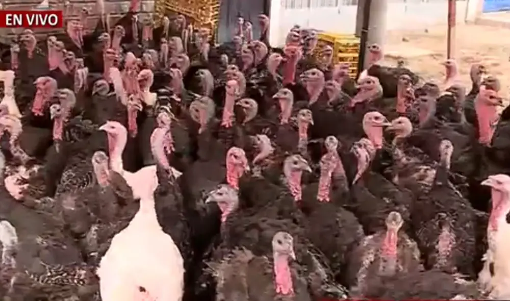 Pavos se encontraban en condiciones insalubres para el consumo humano. Foto: captura de Panamericana