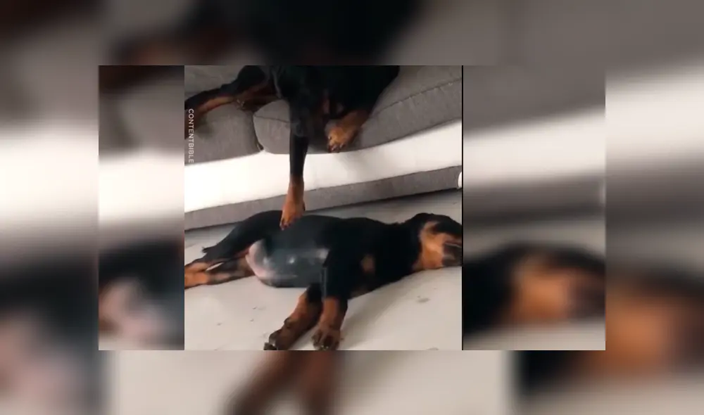 Vía Facebook. El can notó que a su compañera le pasaba algo mientras dormía y se acercó a ella con un peculiar comportamiento que su dueño no dudó en grabar Vía Facebook. El can notó que a su compañera le pasaba algo mientras dormía y se acercó a ella con un peculiar comportamiento que su dueño no dudó en grabar