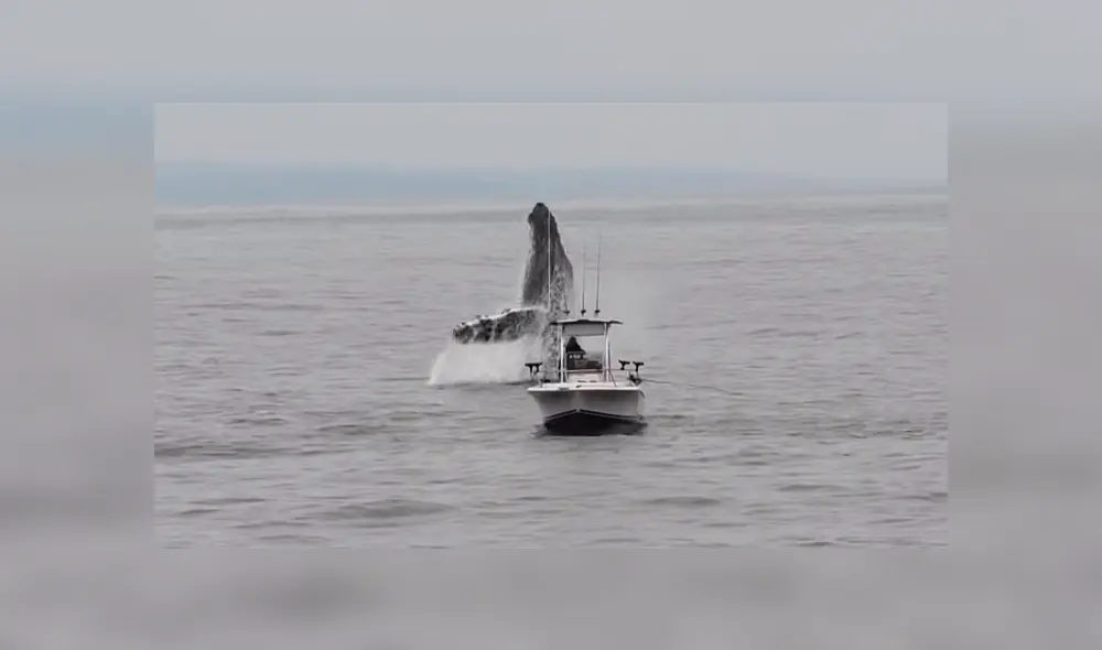 YouTube viral: Pescador queda en shock al ver que enorme criatura surge del océano 