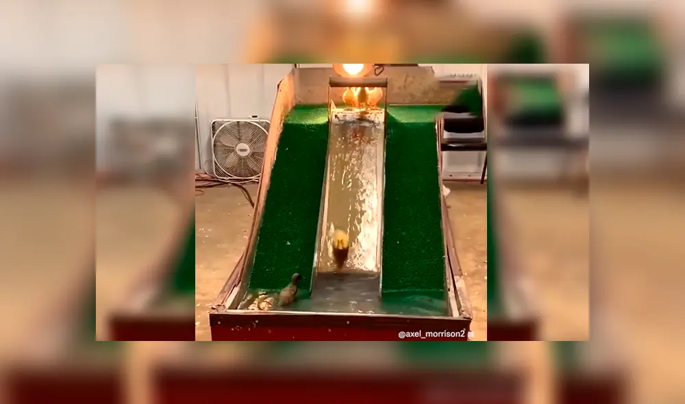 En Facebook, un joven fabricó un parque de diversiones acuático para que sus patos puedan nadar.