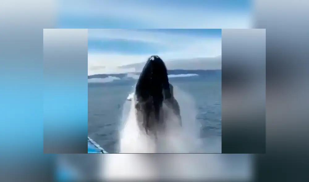El video viral de Facebook registró el momento en que una ballena emergió del mar para realizar increíble pirueta.