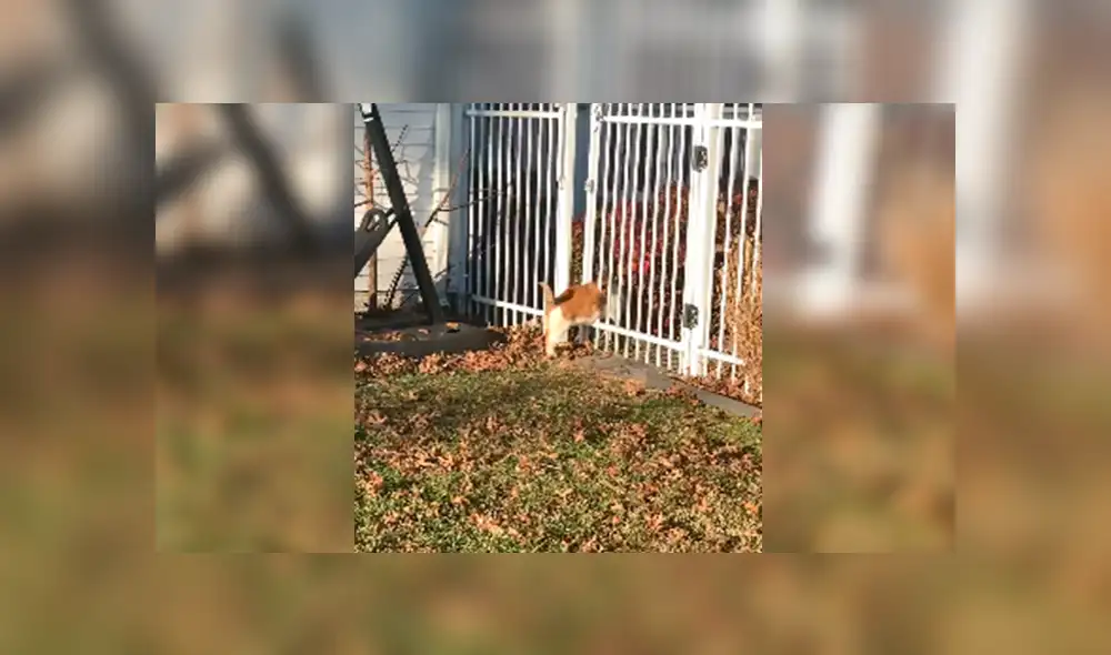 En Facebook, un gato deseaba salir de su hogar para visitar a sus amigos sin imaginar que su peso se lo impediría. En Facebook, un gato deseaba salir de su hogar para visitar a sus amigos sin imaginar que su peso se lo impediría.