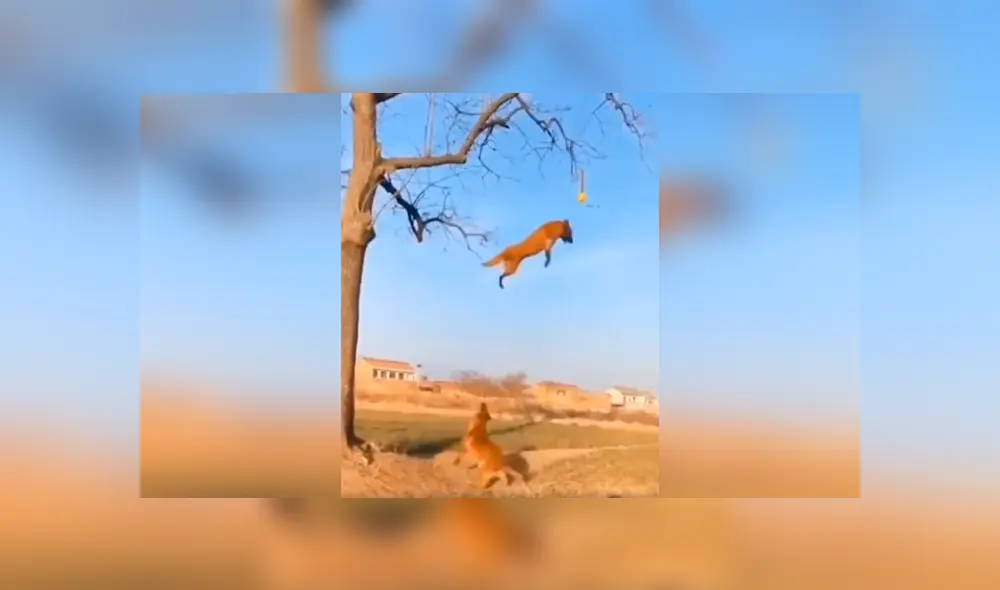 Desliza las imágenes para conocer la increíble hazaña de un perro para alcanzar una pelota en lo alto de un árbol. Foto: Clarín. Desliza las imágenes para conocer la increíble hazaña de un perro para alcanzar una pelota en lo alto de un árbol. Foto: Clarín.