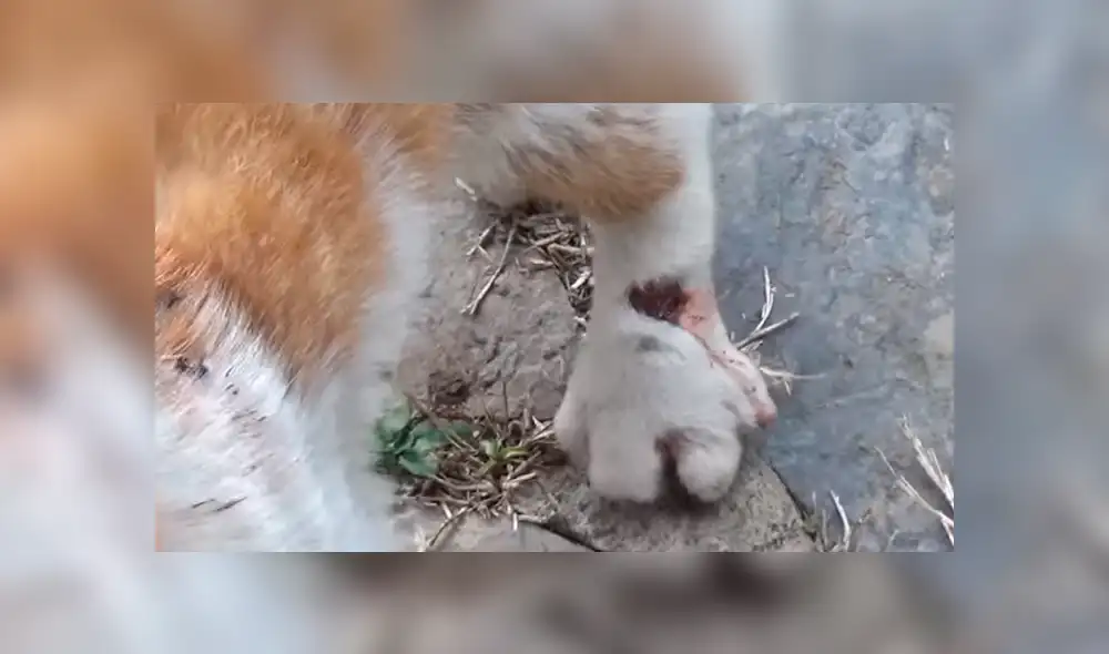 YouTube viral: gato herido ruega a hombre que lo ayude a salvar su vida [VIDEO]