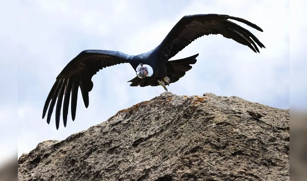 El vuelo del cóndor