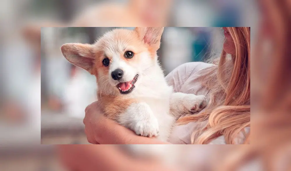 Corgie